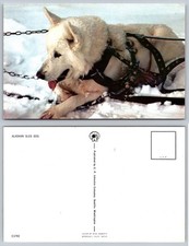 Cartolina cane slitta Alaskan