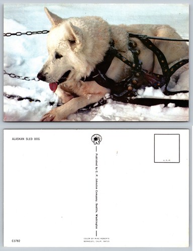 Cartolina cane slitta alaskan - cane,