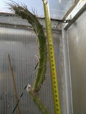 Eriocereus bonplandii. Cutting