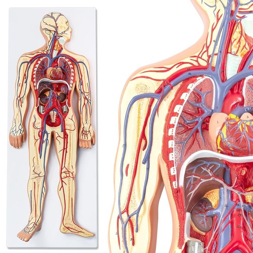 Modello sollievo anatomico - sollievo,