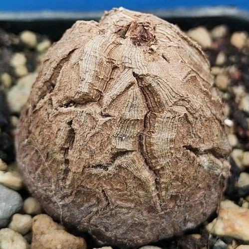 Dioscorea elephantipes caudex - dioscorea,