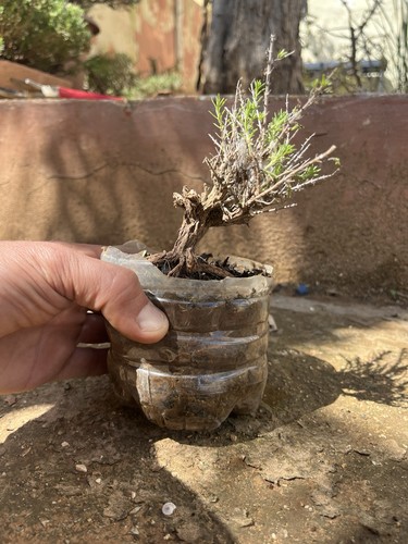 Bonsai timo pianta aromatica - pianta,