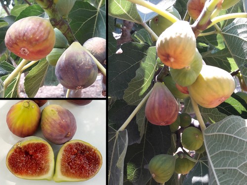 200 semi ficus - carica, fico
