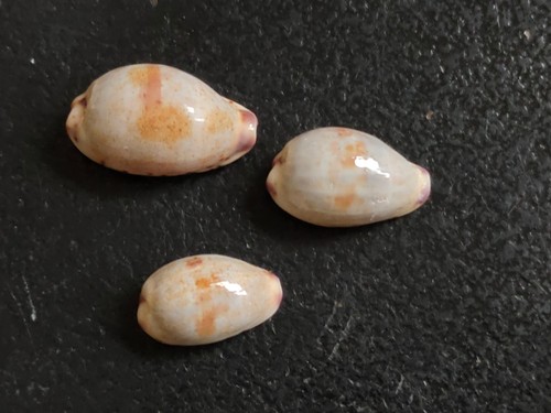 Conchiglia shell cypraea - conchiglia,