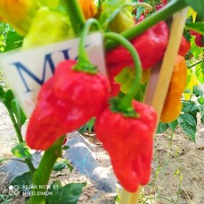 AJI UMBA RED,10
