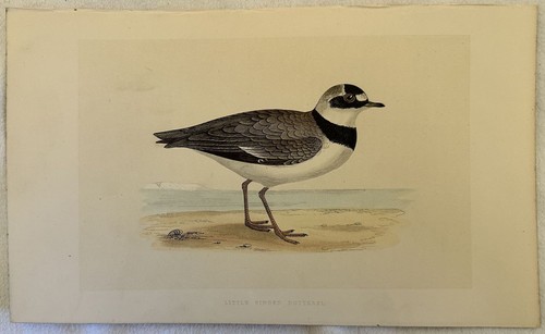 Morris charadrius dubius - charadrius,