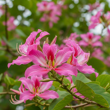Bauhinia Purpurea (Albero
