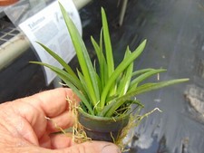 Oncidium tolumnia jairak - oncidium/tolumnia,