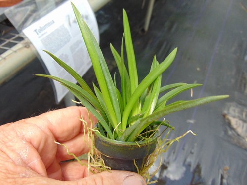 Oncidium tolumnia jairak - jairak, firm
