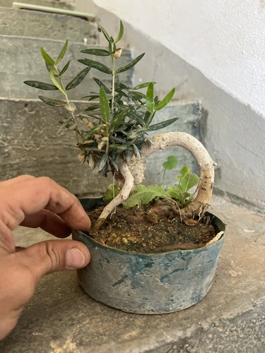 Bonsai olivastro pianta - bonsai,