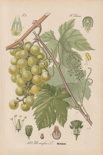 Vite pregiata vitis - vite, virifera