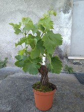 Vite Uva Bonsai Vaso 15
