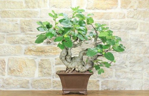 Bonsai fico - fico, (82)