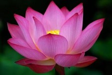 NELUMBO NUCIFERA PINK LOTUS - LOTO ROSA, 10 SEMI + OMAGGIO