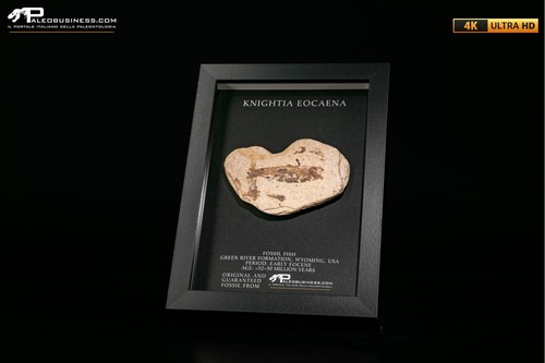 Pesce fossile knightia eocaena - knightia,