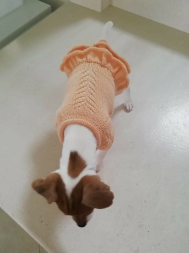 Maglione per cani fatto mano - maglione,