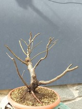 Pianta di mele Albero melo