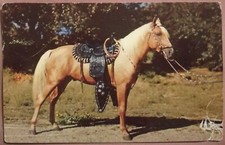 PRIZE PALOMINO - CAVALLO