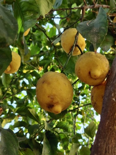 Limoni ischitani bio appena - limoni,
