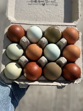 Bbs copper marans - (npip),