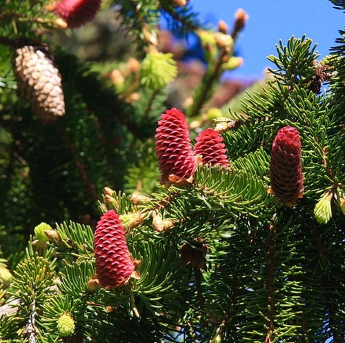 Picea abies abete rosso - -,