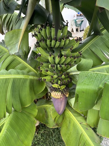 Pianta banano dwarf - banano,
