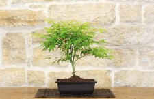 Pre bonsai di Acero Palmato