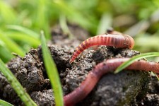 BIOTICA Lombrichi Rossi