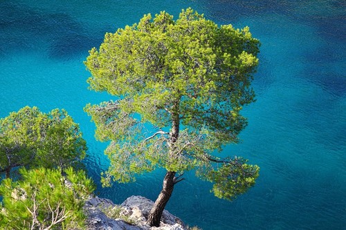 Pino aleppo pinus - pino, "pinus
