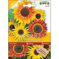 MISCUGLIO DI GIRASOLE ALTO IN