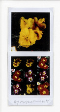 MAURIZIO GALIMBERTI - BiFlowers - Dittico di Polaroid manipolate - Opera unica