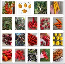 1000 semi di peperoncino