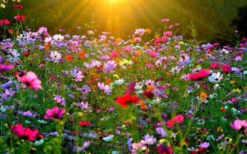 Mix fiori primaverili - di,