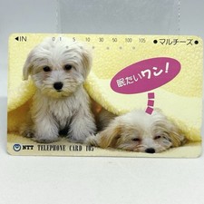 Scheda telefonica cane che dorme cucciolo maltese NTT Yao Branch usura legger...