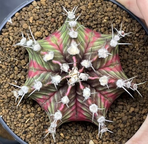 Gymnocalycium mihanovichi - 7,