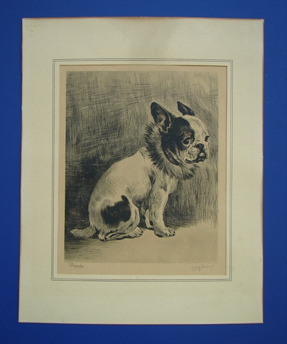 Acquaforte francese bulldog - acquaforte,