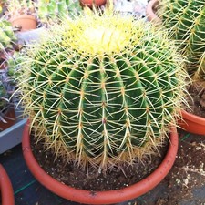 Echinocactus grusoni - echinocactus,