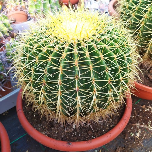 Echinocactus grusoni - echinocactus,