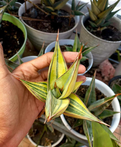 Sansevieria pinguicula - sansevieria,