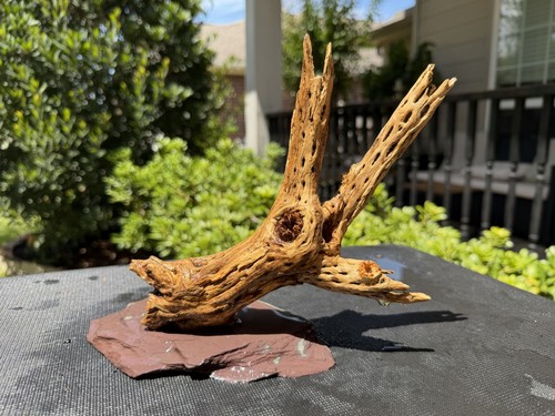 Cholla driftwood acquari pesci - driftwood,