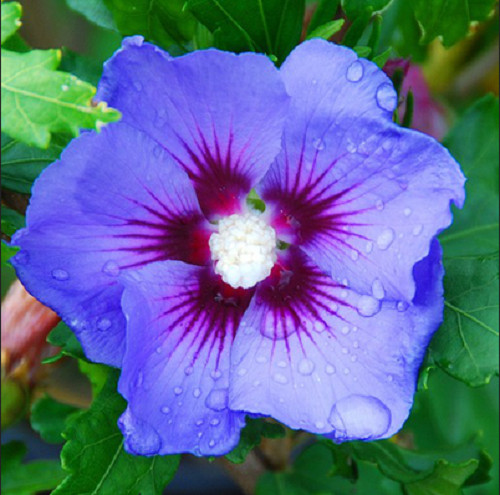 Semi hibiscus syriacus - hibiscus,