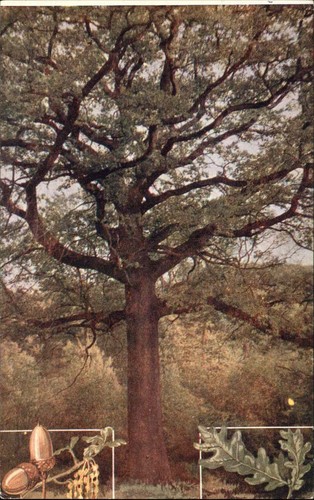 Quercia quercus robur - quercia,