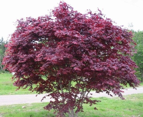 Pianta acero rosso palmatum - pianta,