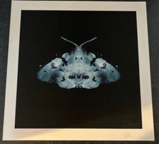 Scarce Moth Firmato Professor