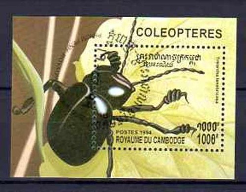 Animali insetti cambogia 1994 - insetti,