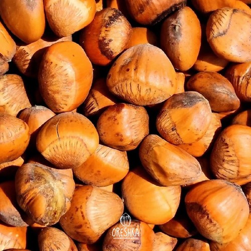 Seeds wild himalayan - seeds,