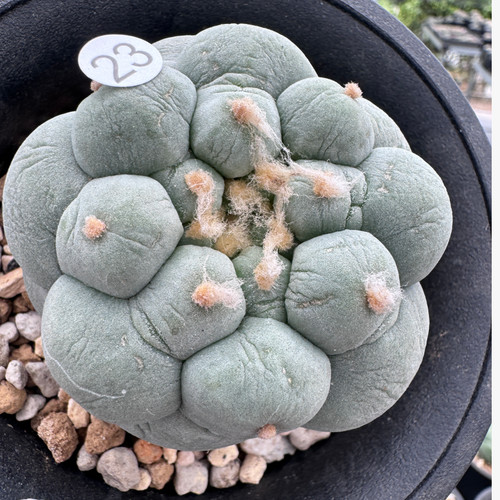 Vendita raro cactus - vendita,