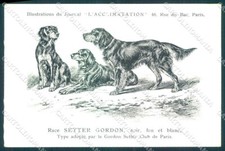 Cartolina Animali Dog Cane Setter Gordon VK9546
