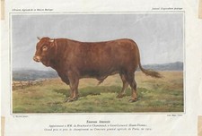 Stampa antica TORO razza