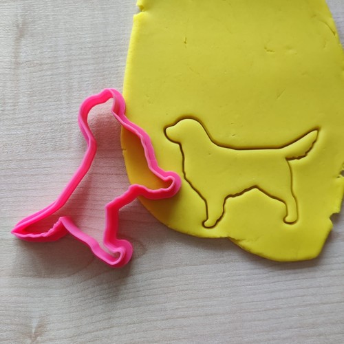 Golden retriever labrador - golden,